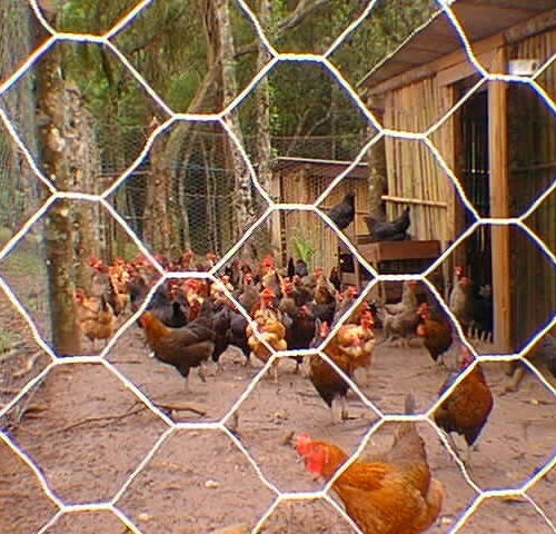 TELA TRANÇADA GALINHEIRO 1,80M ALTURA - ARAME 18